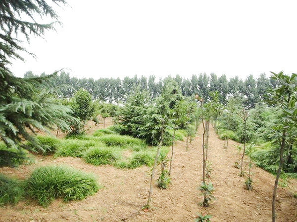 實(shí)景展示04