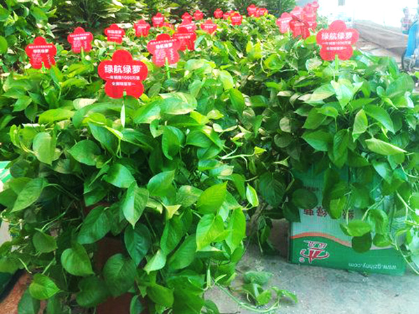 興隆花卉大世界網(wǎng)站小編普及:綠蘿的養(yǎng)殖方法和注意事項(xiàng)