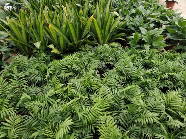 養(yǎng)綠植的好處有哪些？