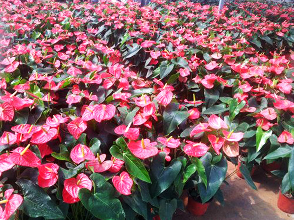 濟寧比較大的花卉批發(fā)市場在哪里？兗州興隆花卉大世界